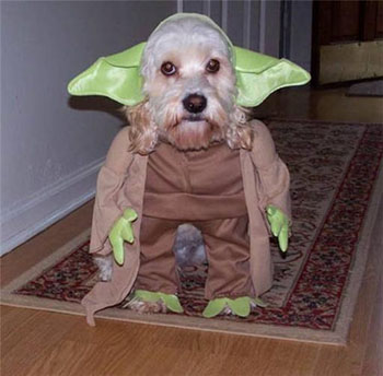 webassets/Dog_dressed_as_Yoda.JPG